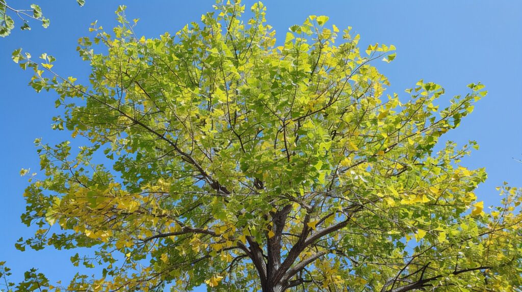Ginkgo Biloba – Die geheime Pflanzenkraft für Gedächtnis, Fokus & innere Balance