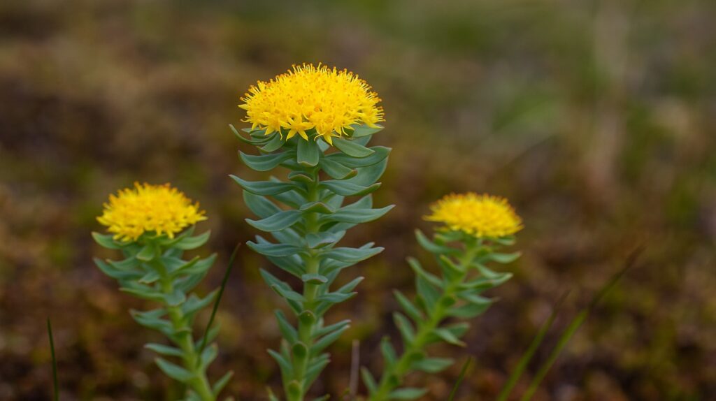 Kraftvoll: Rhodiola rosea – Adaptogen fürs Gehirn & die innere Ruhe